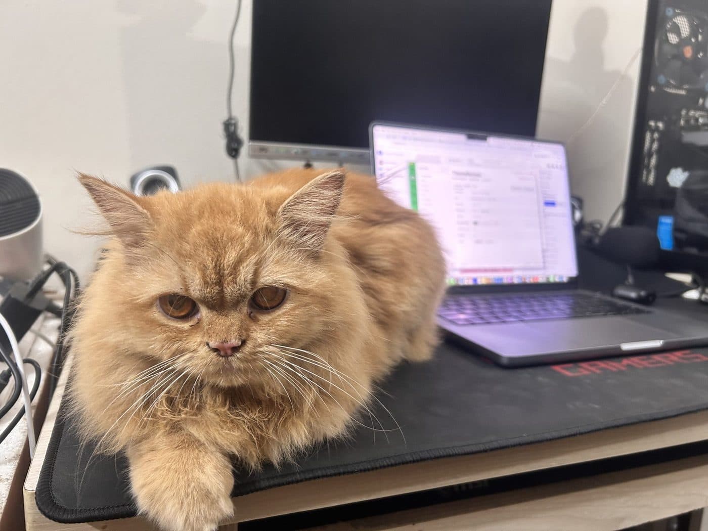Katze, die neben einem Laptop auf dem Schreibtisch liegt